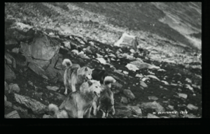 Image of Tupik and dogs on talus slope